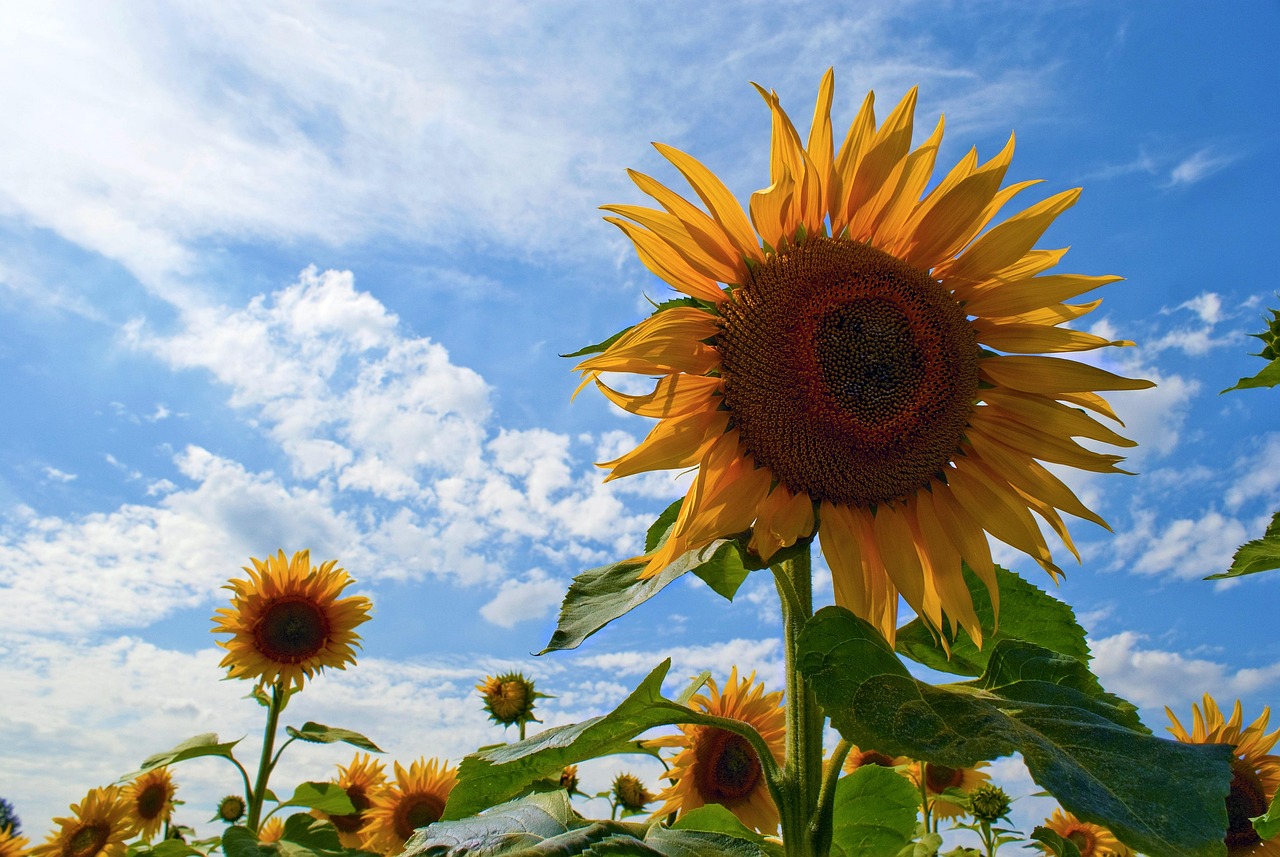 sunflowers-2861364_1280 Girasoles 3