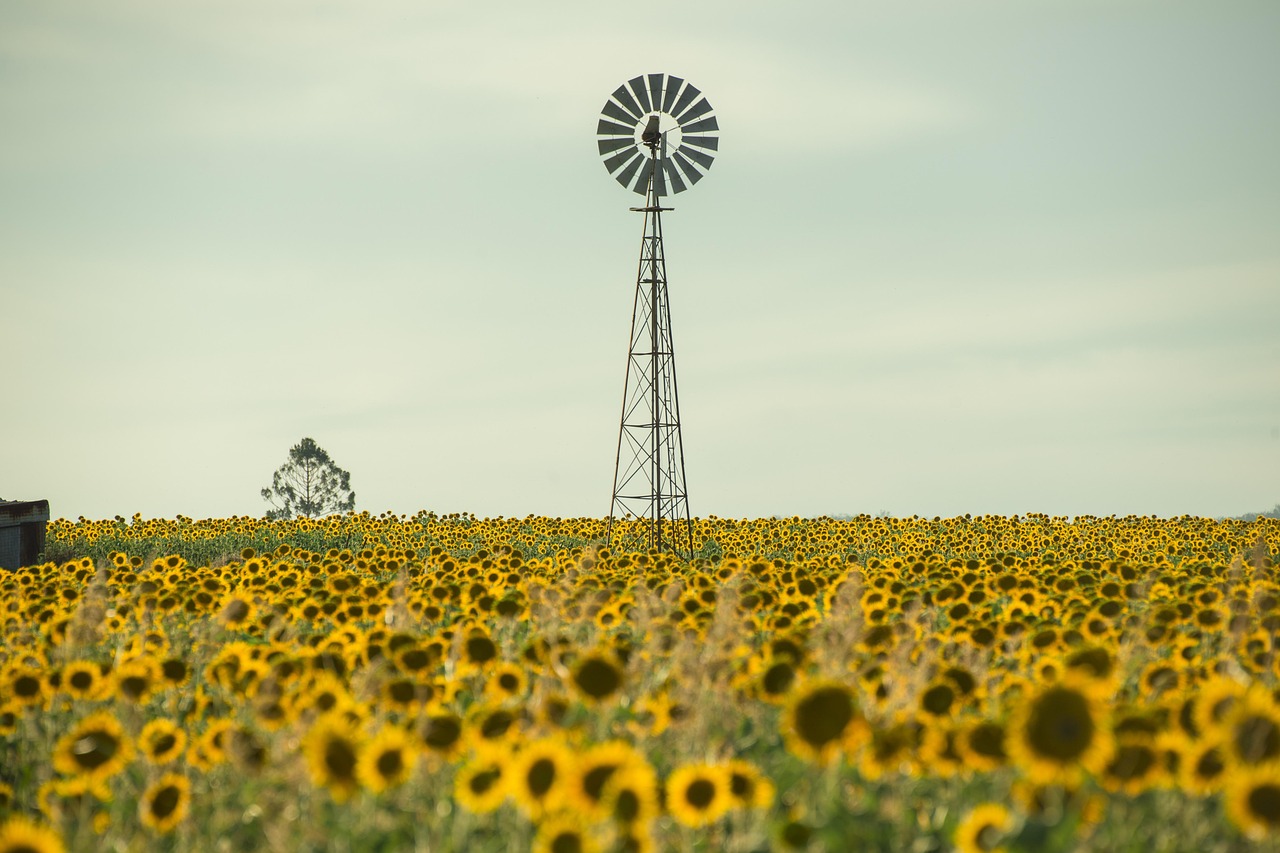 sunflowers-4400519_1280