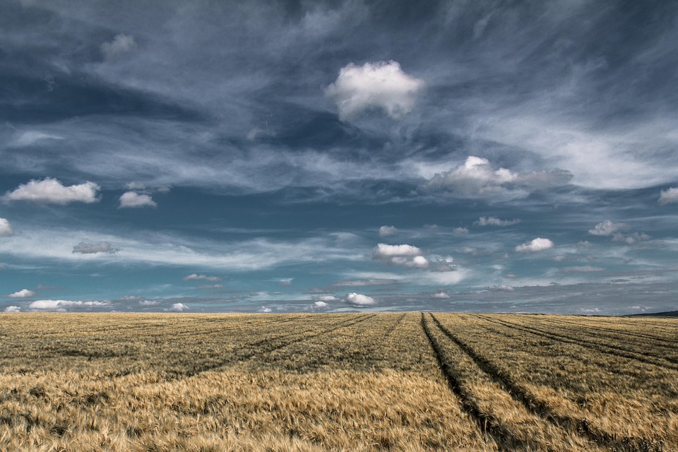wheat-fields-1853434_960_720